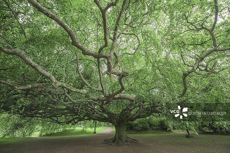 巨大的古树图片素材