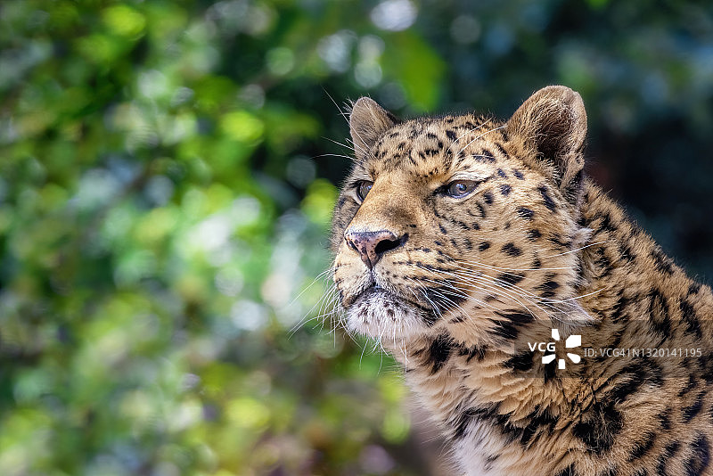 远东豹在茂盛的树叶背景下的肖像图片素材