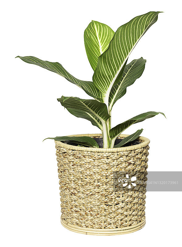 白色背景下的竹篮中国常春藤图片素材