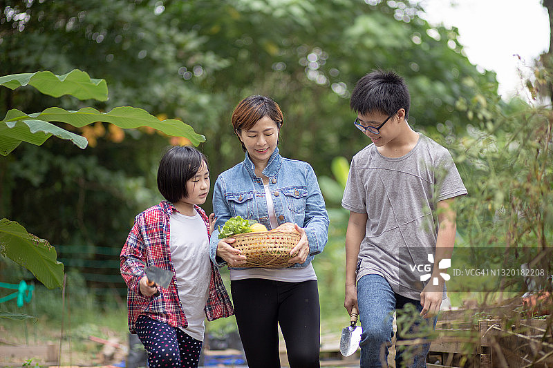 中国母亲和孩子们在自家花园采摘有机蔬菜图片素材