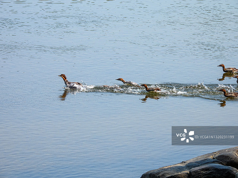 带着幼鸟的普通秋沙鸭图片素材