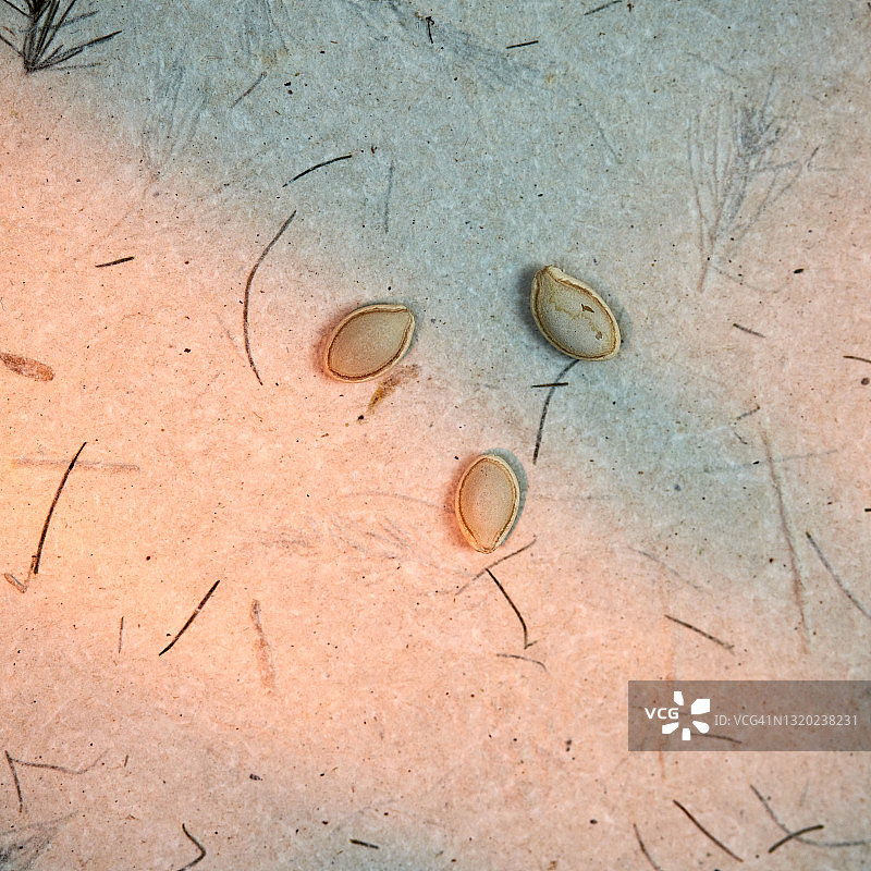 西葫芦种子图片素材