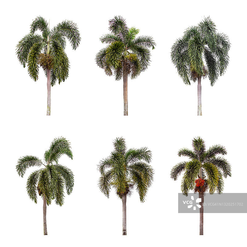 白色背景下的散尾葵合集图片素材