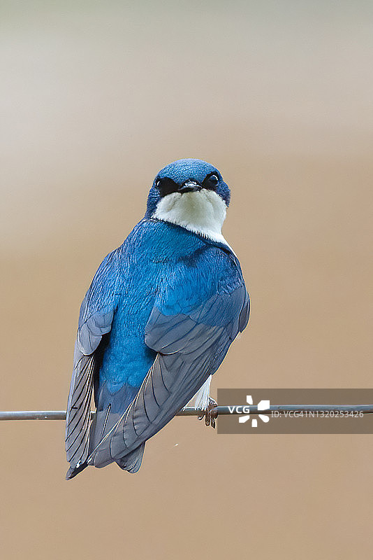 树燕子图片素材