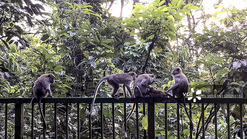 新加坡长尾猕猴图片素材