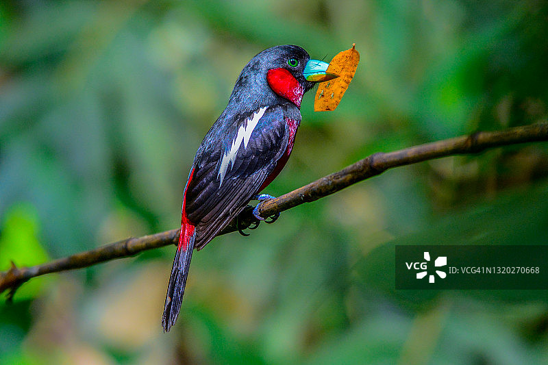泰国境内的红黑阔嘴鸟图片素材