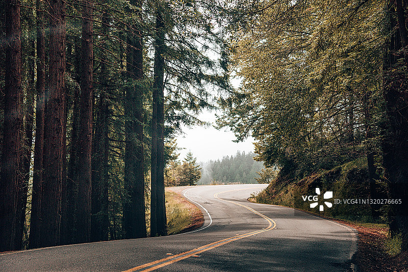 森林中的蜿蜒道路图片素材