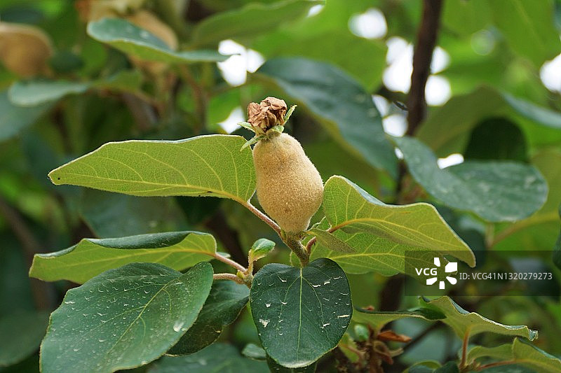 榅桲果图片素材