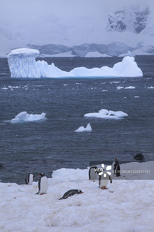站在雪地上的企鹅，背景是冰山图片素材