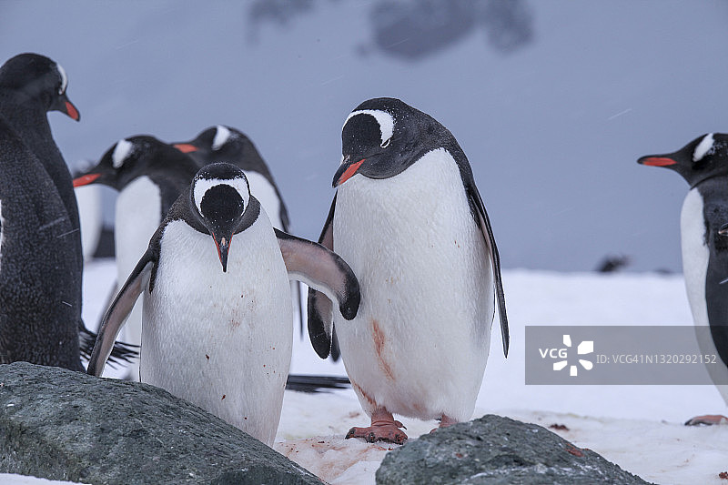 站在丹科海岸雪地上的企鹅图片素材