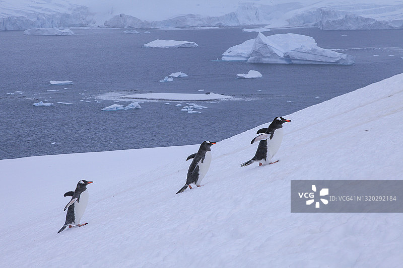巴布亚企鹅爬上陡峭的雪坡，背景是冰山图片素材