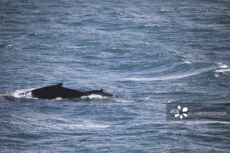 海中畅游的鲸鱼图片素材