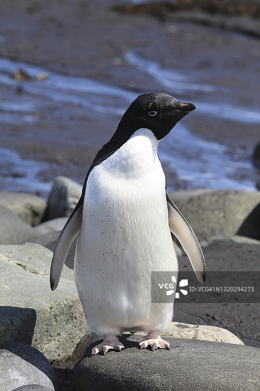 站在岩石上的企鹅图片素材
