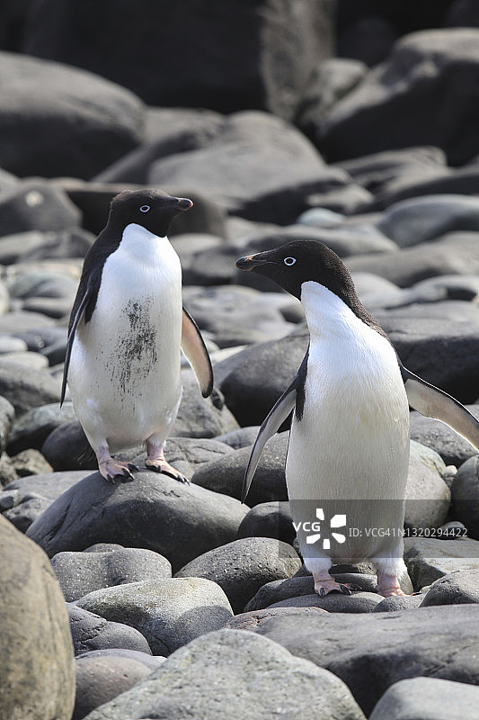 站在岩石上的企鹅图片素材