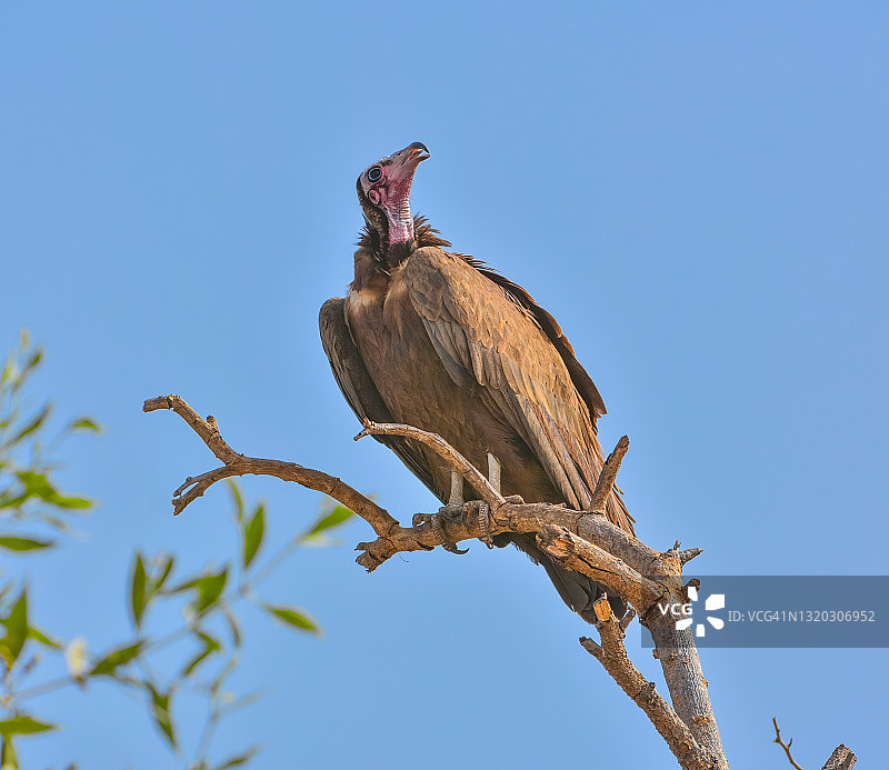 戴头巾的秃鹫图片素材