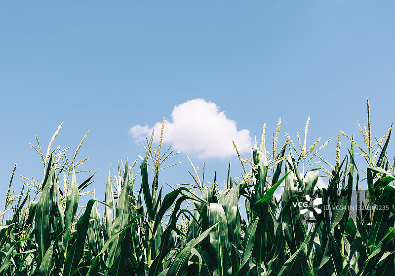 白日仰望田野玉米的景色照片图片素材