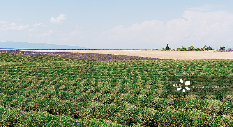 法国普罗旺斯收割后的薰衣草田图片素材