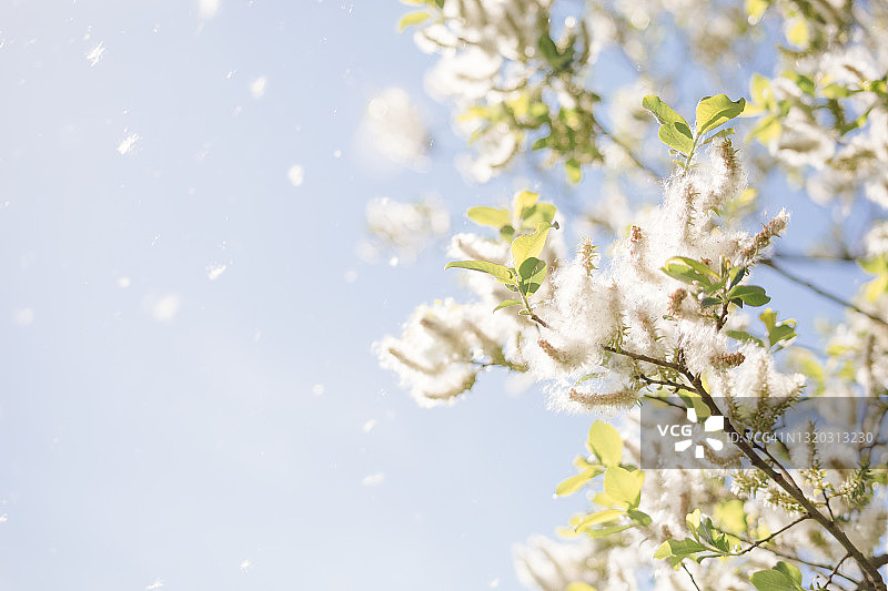 山羊柳树释放蓬松的种子图片素材