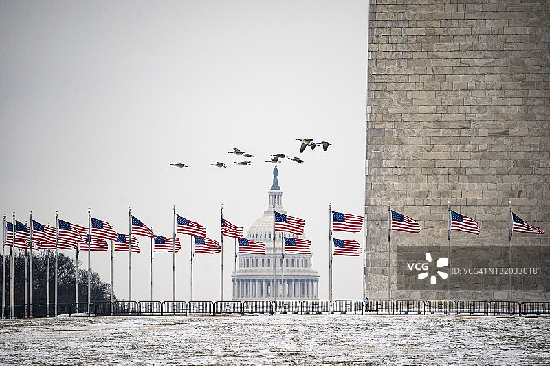 鹅群飞过美国国会大厦的旗帜图片素材