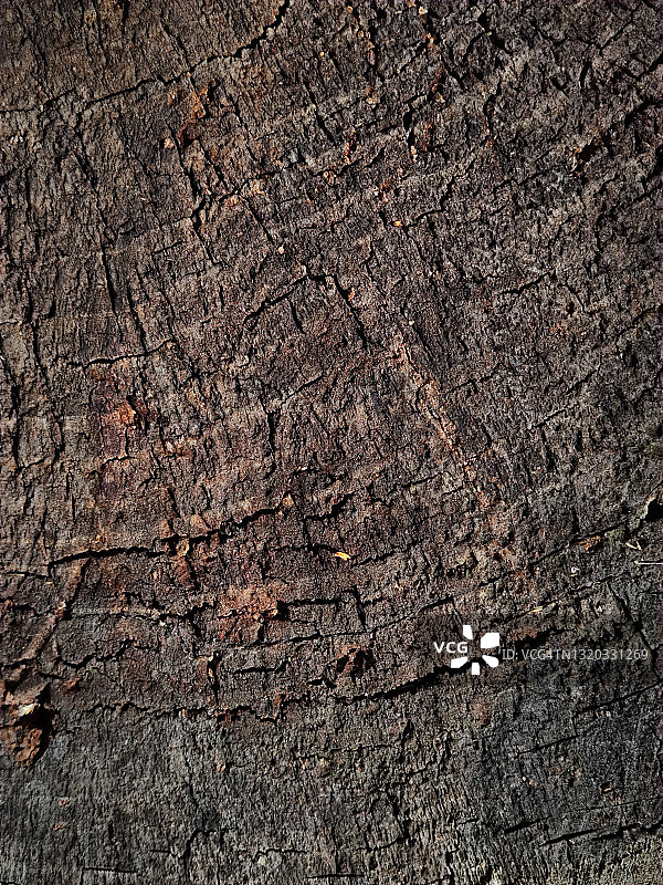 抽象背景：老树切面图片素材
