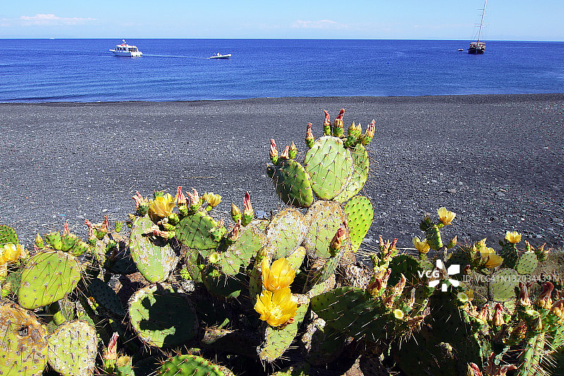 带有仙人掌的帕纳雷亚黑色海滩图片素材