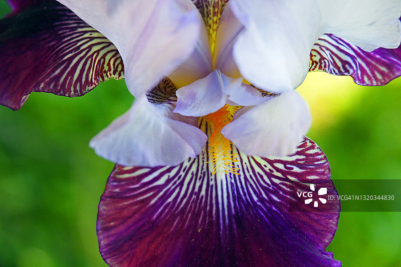 极端微距镜头下的鸢尾花花朵图片素材
