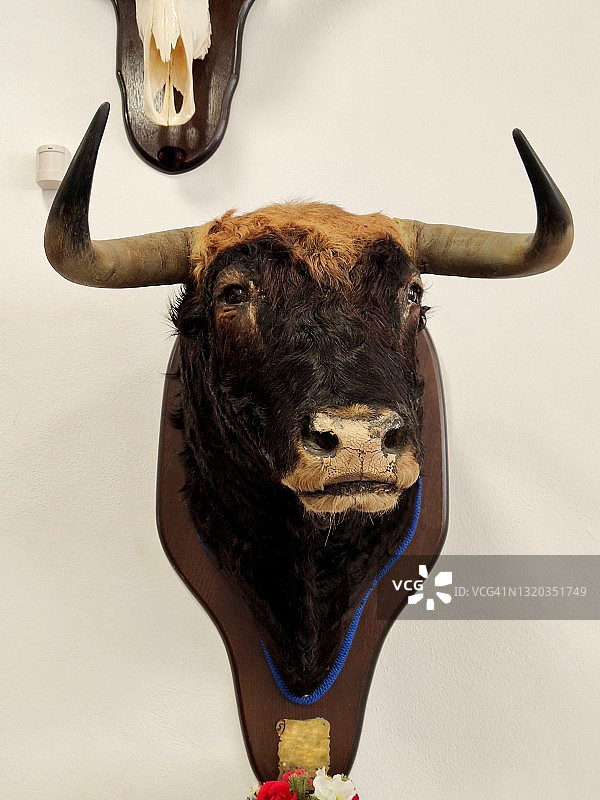 公牛头奖杯图片素材