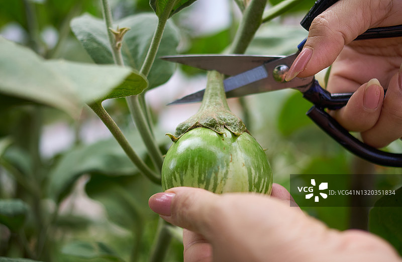 女子从茄子植株上摘茄子图片素材