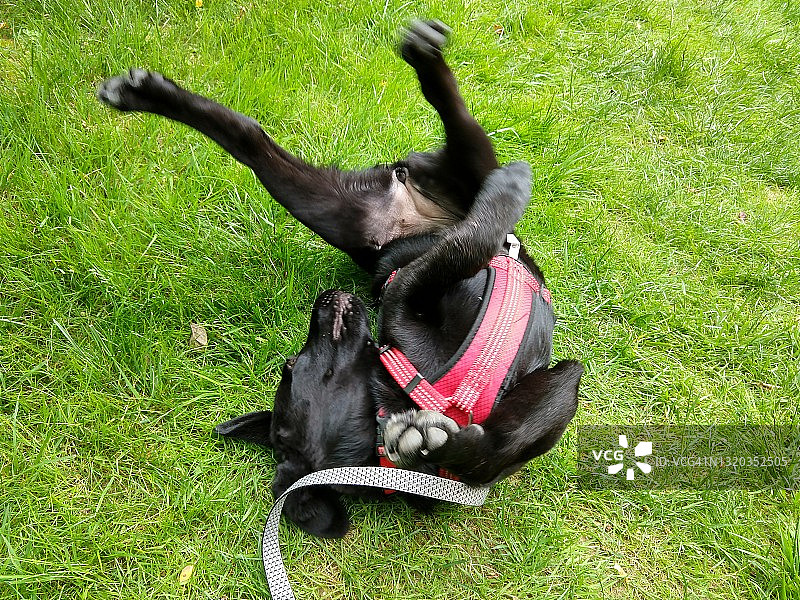 在草地上玩耍的3个月大的拉布拉多幼犬图片素材