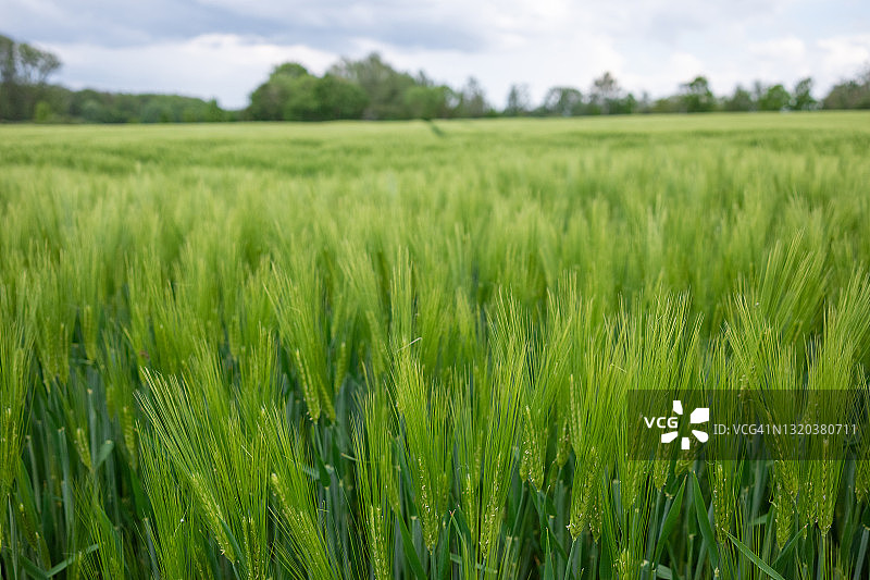 阳光明媚的户外风景：草地、稻田、麦田或大麦农田的景色图片素材
