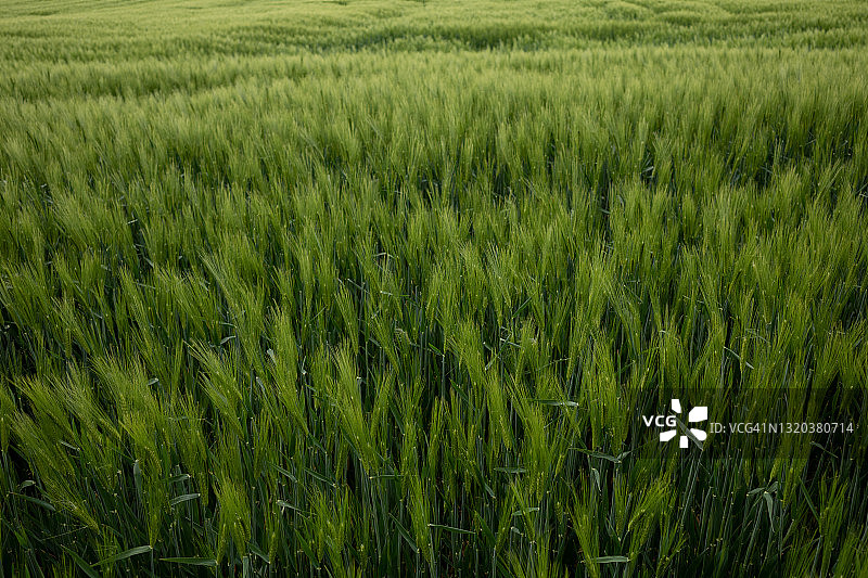 阳光明媚的户外景观：草地、稻田、小麦或大麦农业田地图片素材