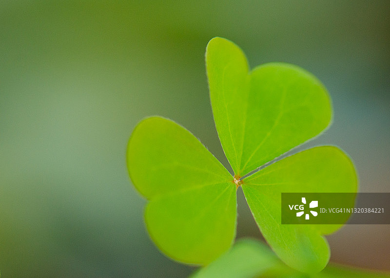 三叶草叶图片素材