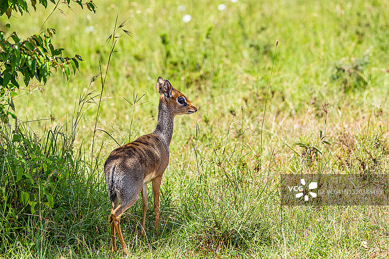 野生小羚羊图片素材
