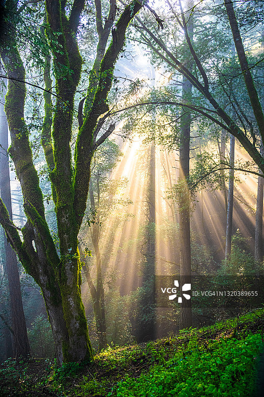 宁静的自然风光：森林树木与阳光图片素材