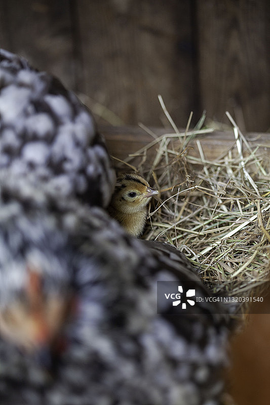 小鸡和灰色母鸡图片素材