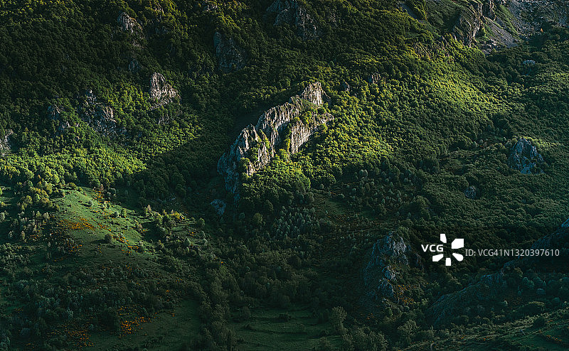 美丽的绿色山毛榉森林背景图片素材