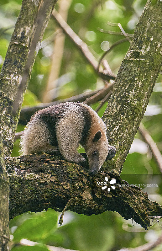 哥斯达黎加太平洋海岸曼努埃尔·安东尼奥国家公园的北部小食蚁兽图片素材