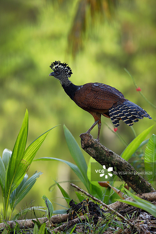 红玉冠雉图片素材