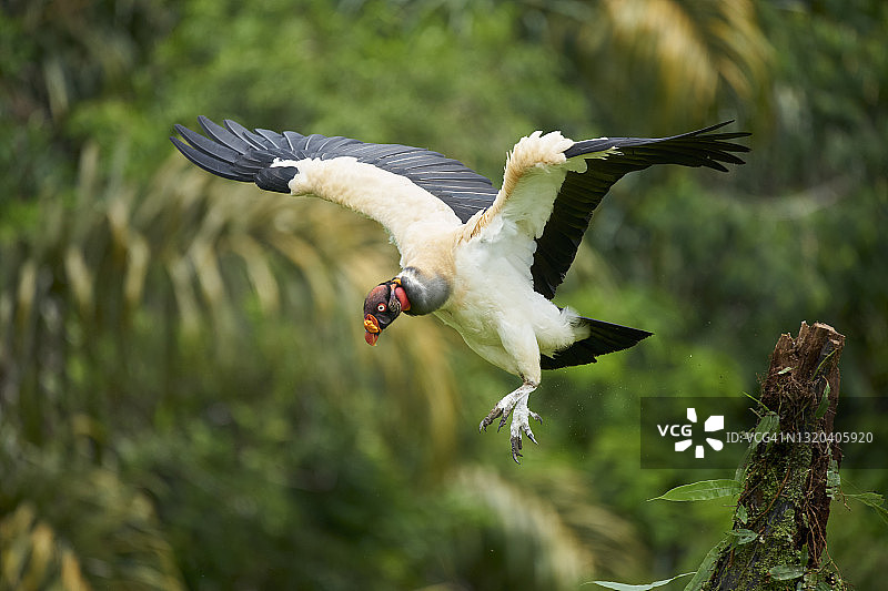 秃鹰王图片素材