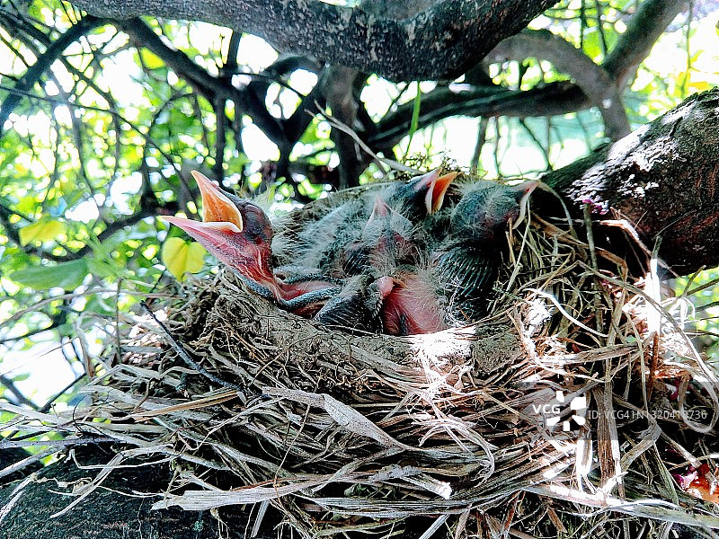 巢中的小美洲知更鸟图片素材