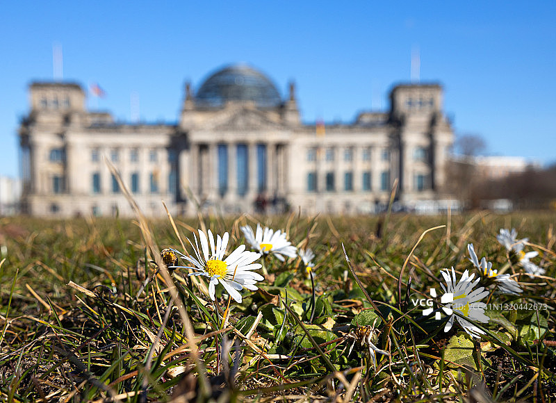 德国柏林国会大厦前的雏菊图片素材
