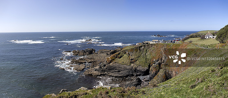 康沃尔蜥蜴角图片素材