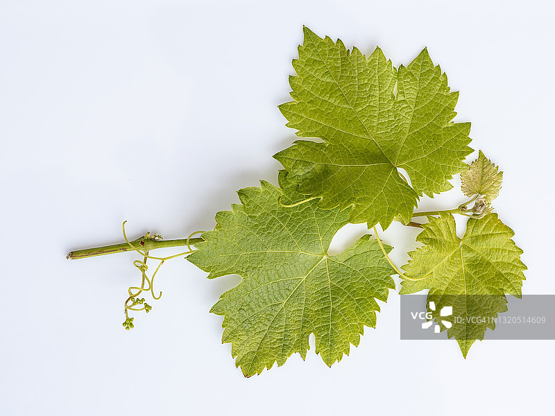 白色背景上带绿叶的葡萄藤特写图片素材