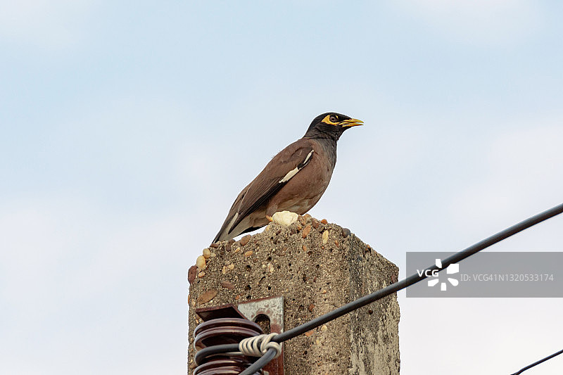 栖息在电线杆上的八哥鸟图片素材