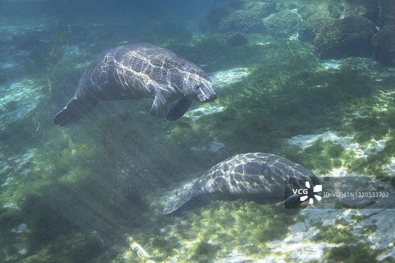 佛罗里达州水晶河中的海牛图片素材