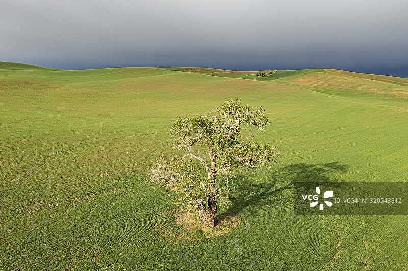 田野中一颗孤零零的三角叶杨树鸟瞰图片素材