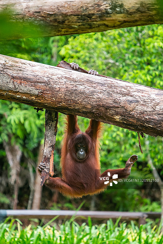 悬挂在树枝上的猩猩图片素材