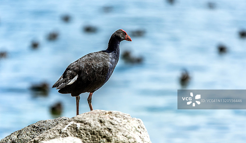 紫水鸡图片素材