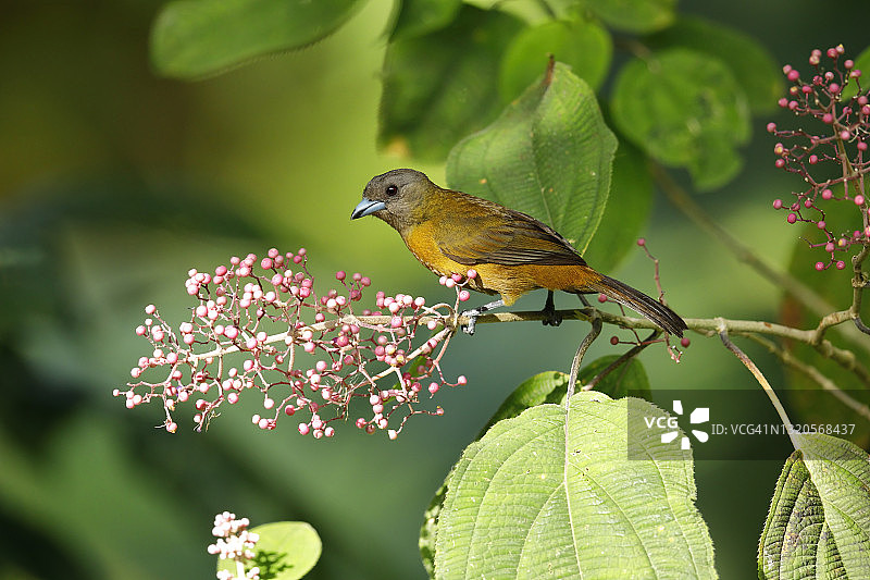 红腰唐纳雀图片素材