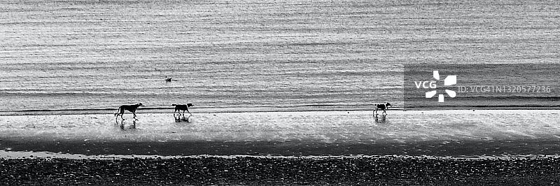 三只在海滩水边奔跑的狗图片素材